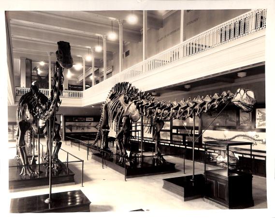 Other|Diplodocus Carnegii 02|Peace Palace Library