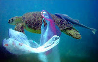Turtle and plastic soup