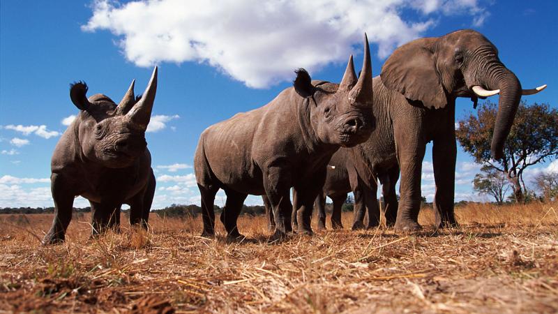 Other|International Wildlife Law and the Problem of Illegal Trade|Peace Palace Library