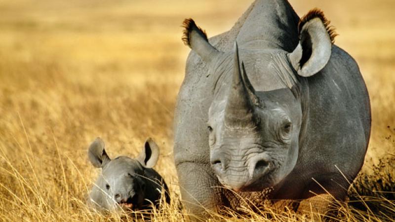 Other|0513 rhino|Peace Palace Library