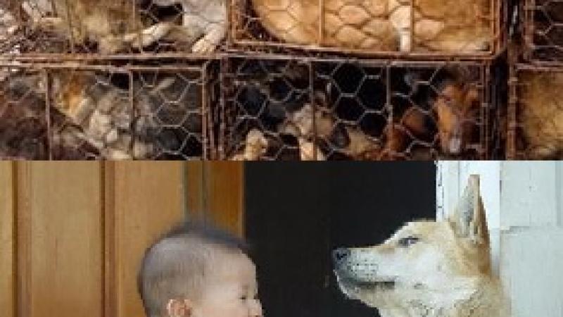 All Animals Are Equal, But Some Are More Equal Than Others”: Animal Protection and Animal Welfare Legislation Compared | Peace Palace Library All Animals Are Equal, But Some Are More Equal Than Others”: Animal Protection and Animal Welfare Legislation Compared | Peace Palace Library