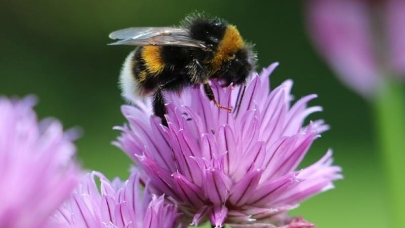 Other|Bees at risk: Near-total ban of neonicotinoids backed by ECJ|Peace Palace Library 