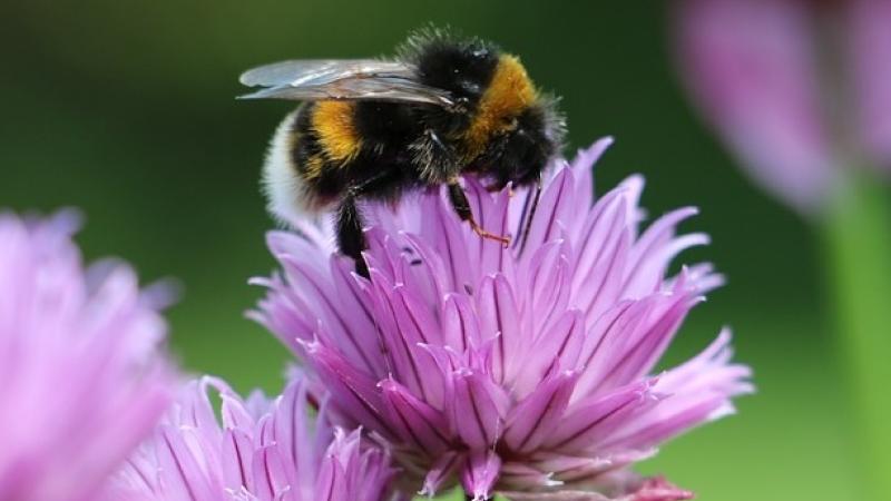Other|Bees at risk: Near-total ban of neonicotinoids backed by ECJ|Peace Palace Library